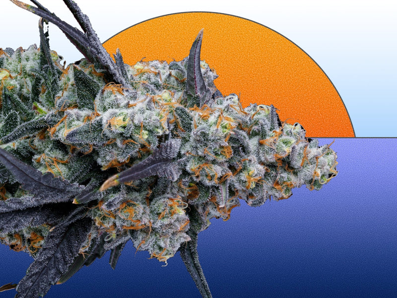 Flower & Pre-Roll