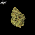 Gorilla Glue #4 cannabis flower bud