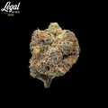 Gelato